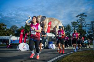 BIB: 
                            <button type="button" onclick="openModal(26541524)" class="btn btn-primary btn-sm float-right btn-popup" data-toggle="modal" data-target=".modal-high-quality">
                        <i class="fas fa-shopping-cart"></i> Add to Cart
                    </button>
                                            <button type="button" onclick="isThisMe(26541524, true)" class="btn btn-success btn-sm float-right btn-popup btn-isme hidden" data-toggle="tooltip" data-placement="bottom" title="นี่คือรูปของคุณใช่ไหม คลิกที่นี่เพื่อเอาเข้าอัลบั้ม">
                        <i class="fas fa-plus"></i> Add to album
                    </button>
                    <button type="button" onclick="isThisMe(26541524, false)" class="btn btn-warning btn-sm float-right btn-popup btn-isnotme hidden">
                        <i class="fas fa-ban"></i> Remove from album
                    </button>